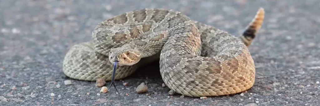 UCHealth rattlesnake on the street