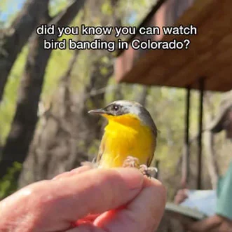 UCHealth on Instagram - Get a front row seat to bird banding field research with the Denver Audubon.