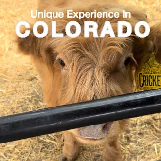 UCHealth on Instagram - Feed Highland cows, snap some cute photos and enjoy an outing that’s just as fun for kids as it is for parents.