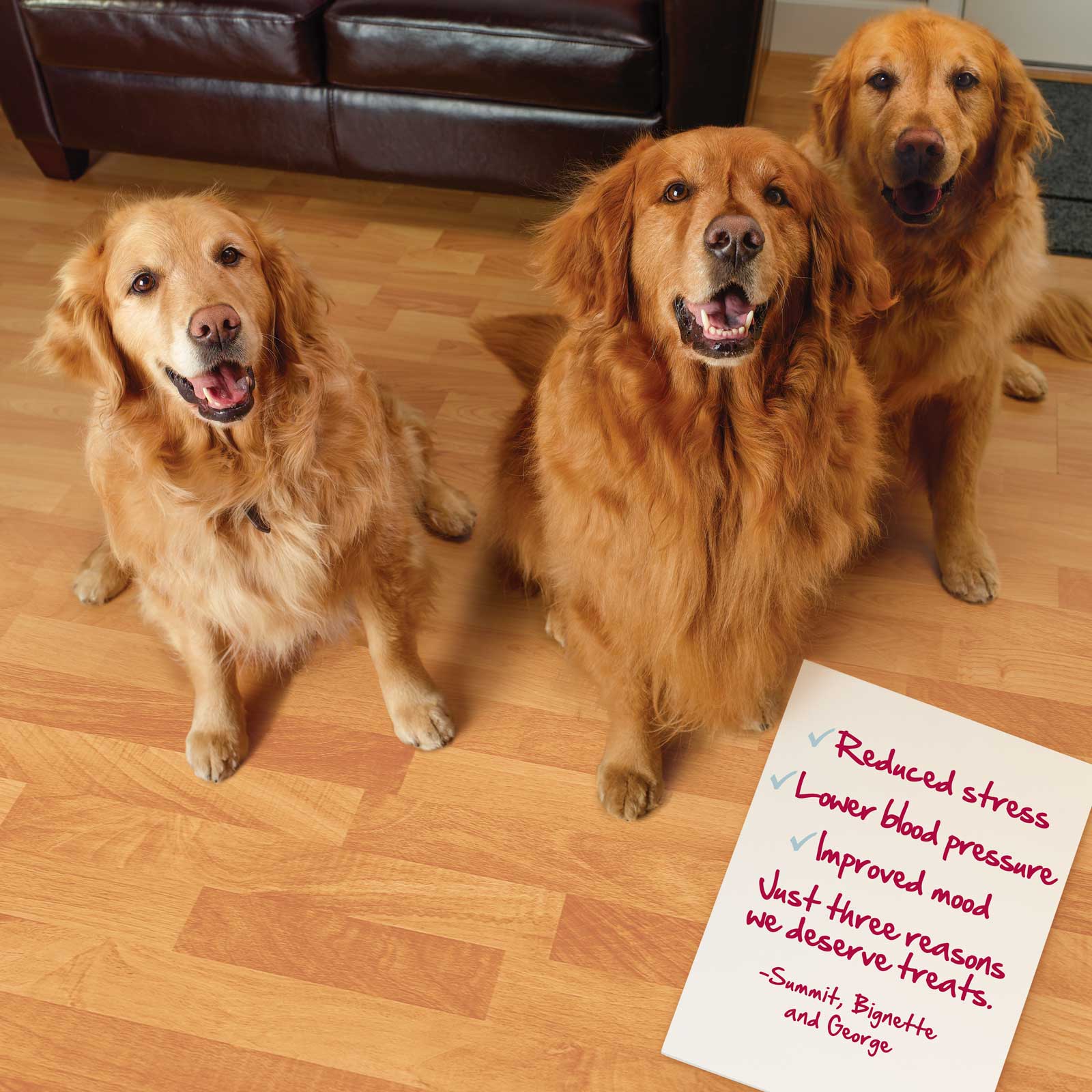 Goldens1_1600px
