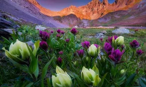 UCHealth Today - It’s wildflower season in Colorado.
