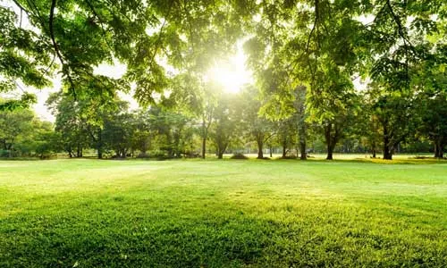 STIHL - Help with Common Lawn Problems