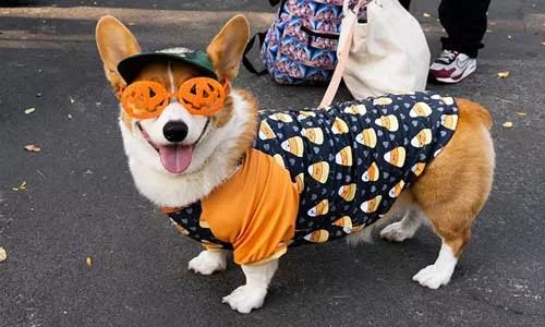 UCHealth Today - October in Colorado is a great time to enjoy dog parades and visits to pumpkin patches