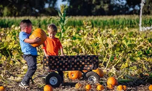 UCHealth Today - 20+ great pick-your-own pumpkin farms in Colorado.