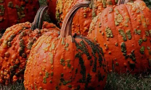 UCHealth Today - Cooking with pumpkins: Savory oven-baked pumpkin fries