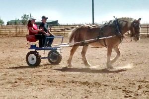 Two months after emergency open-heart surgery and C-section, Veronica Wilkins is back to doing things she loves, as well as new ventures. Here she drives a Belgian draft horse for the first time.