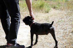 Buddy may have been lost to his owner of eight years if it hadn’t been for the training and compassion of PVH EMS, who transported Buddy to emergency veterinary services after he was severely injured in a car accident. Photo by Kati Blocker, UCHealth.