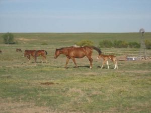 Kelley now lives a full and active life on a horse ranch near Byers, Colorado. Photos courtesy Shannon Kelley.