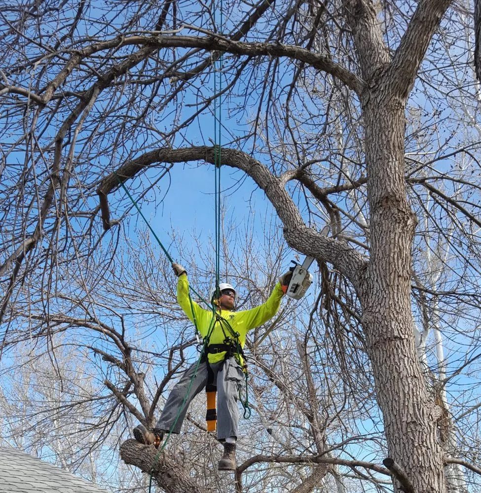 Daniel Bryce is shown high in a tree as he cuts limbs with a chainsaw.