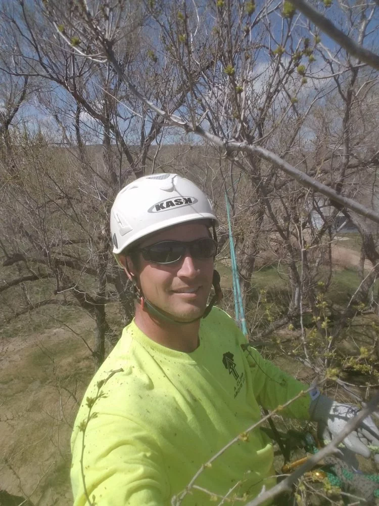 Daniel Bryce is shown high in a tree. Bryce works as an arborist.