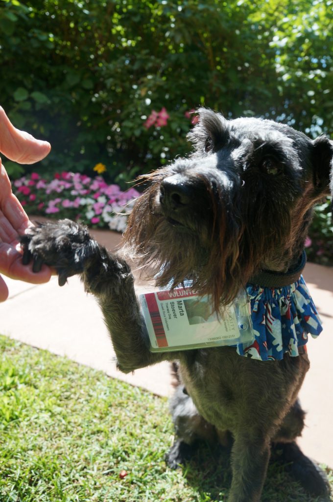 Marta, a therapy dog at University of Colorado Hospital, is shown shaking a paw.