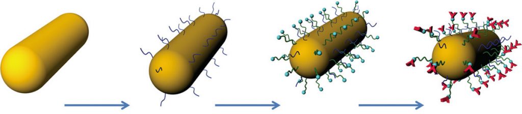 graphic that shows how gold nanorods with receptors bind with protein.