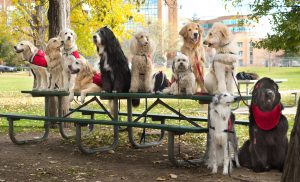 about a dozen therapy dogs on a picnic table with UCHealth Memorial Hospital in the background.