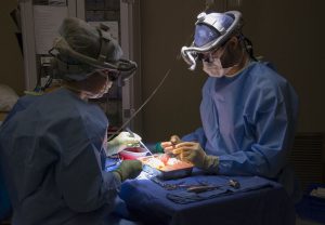 The UCHealth team preps the kidney for a recipient in a neighboring operating room.