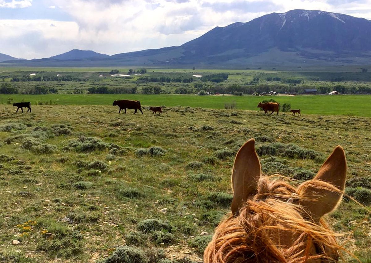 A few from Kay Schock's horse of Elk Mountain, Wyoming.