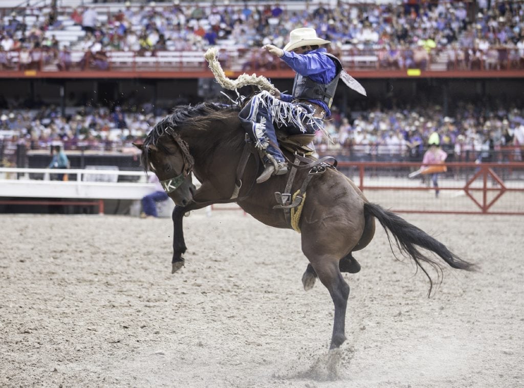 A cowboy manages to stay on a horse at it tries to buck him off at Cheyenne Frontier Days.