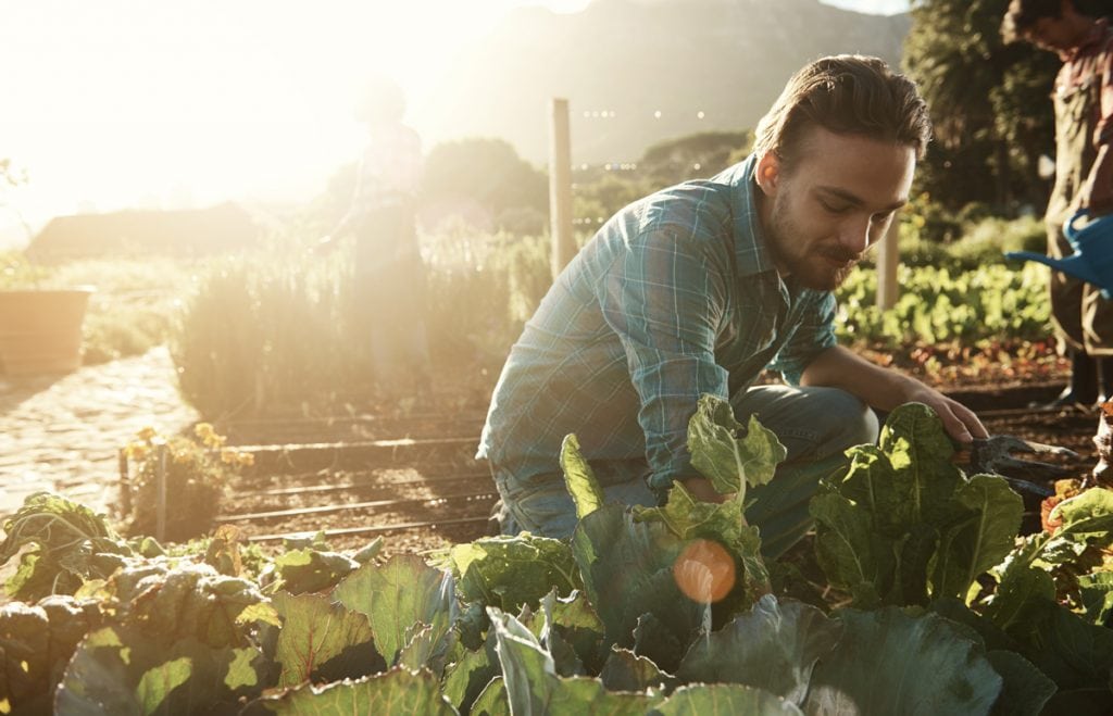Shot of a young man working in an organic vegetable garden plot in the late afternoon