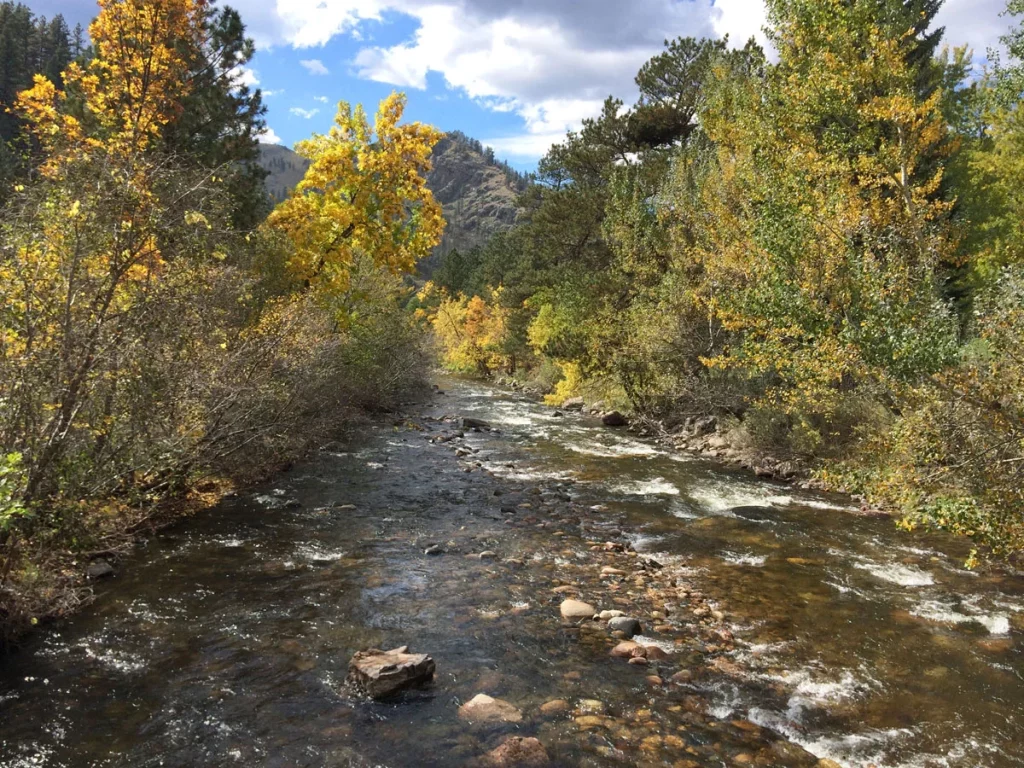 The Cache La Poudre River with yellow fall lives on trees and some mountains in the background | Best places to see fall colors in Colorado