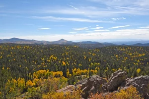 A view from a hillside of a pine forest speckled with yellow aspen trees | Best places to see fall colors in Colorado