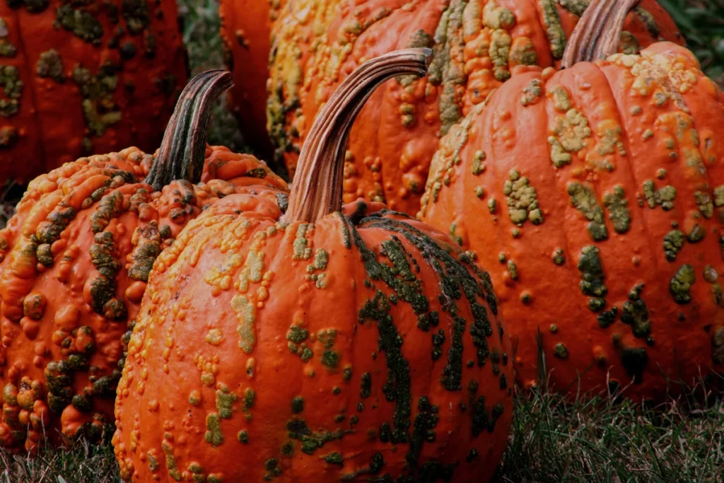 This picture shows an unusal variety of pumpkins called the red warty thing. They are dark orange pumpkinsa nd look like they have warts on the outsde. Despite being ugly, they're great for cooking.