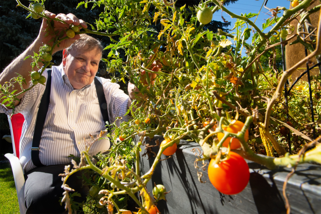 Ken Smith tends to tomato plants