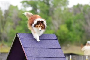 Lassie jumps over an obstacle during agility training.