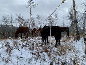 Horses graze on native grasses in this photo.