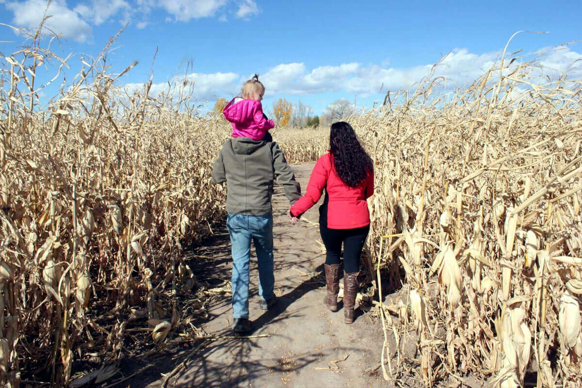 family walking away in corn field. Parents hold hands as toddler on dad's shoulders.