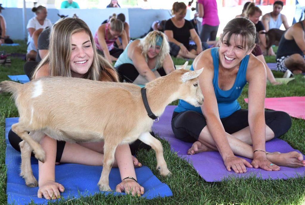 goat yoga at boulder county fair