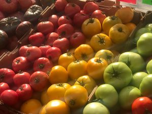 For Colorado harvest recipes you can use fresh tomatoes like this colorful array of purple, red, yellow and green tomatoes at a farmer's market.