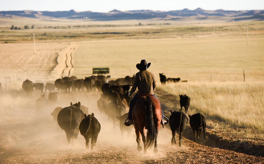 Rancher and cancer survivor, Nathan Kissack, driving cattle on his parents' Wyoming ranch.