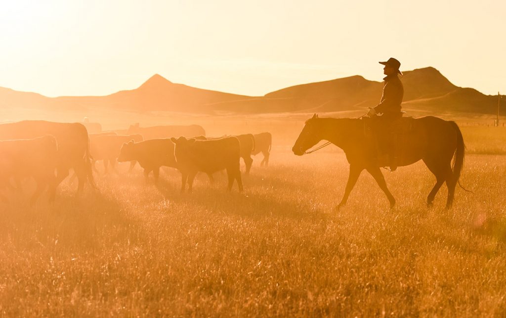 Rancher Nathan Kissack riding a horse as cows kick up dust at sunset.