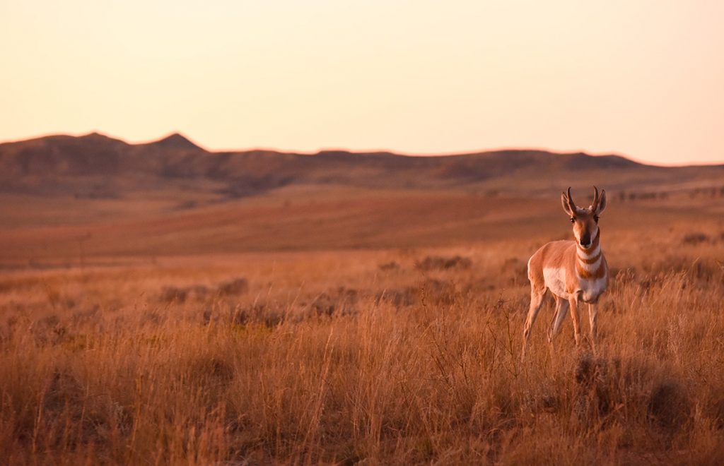 An antelope in Wyoming
