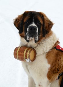 This is a photo of Powder, the safety dog ambassador at Steamboat Resort.