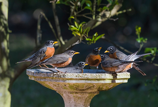 birding for beginners. Robins gather in a bird bath.