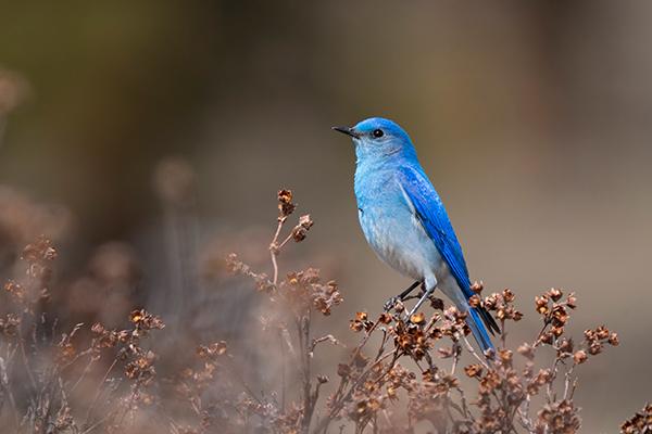 Birding for beginners - a mountain bluebird perches on a branch.
