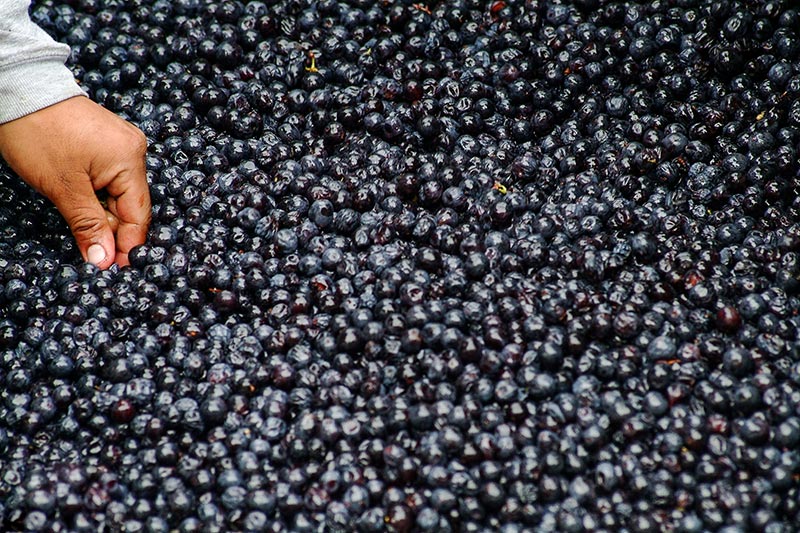 hand in a tub of grapes. Could grape seed extract help slow the spread of prostate cancer?