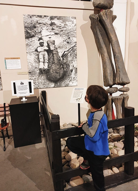 kid looks at a dinosaurs in Colorado exhibit.