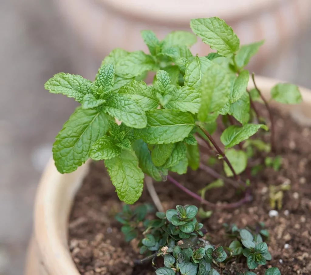 a photo of mint