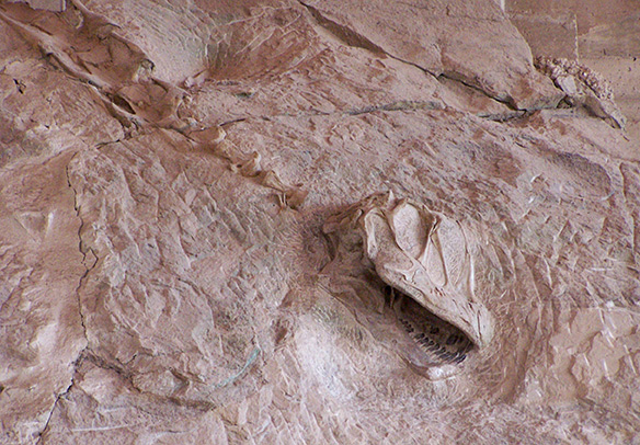 A dinosaur skull and vertebrae at Dinosaur National Monument is a great place to visit during free days in national parks in Colorado.