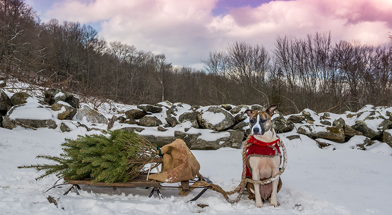 Red Feather Lakes Cut Down Christmas Tree 2022 Cut Your Own Christmas Tree In Colorado's Lovely Forests - Uchealth Today