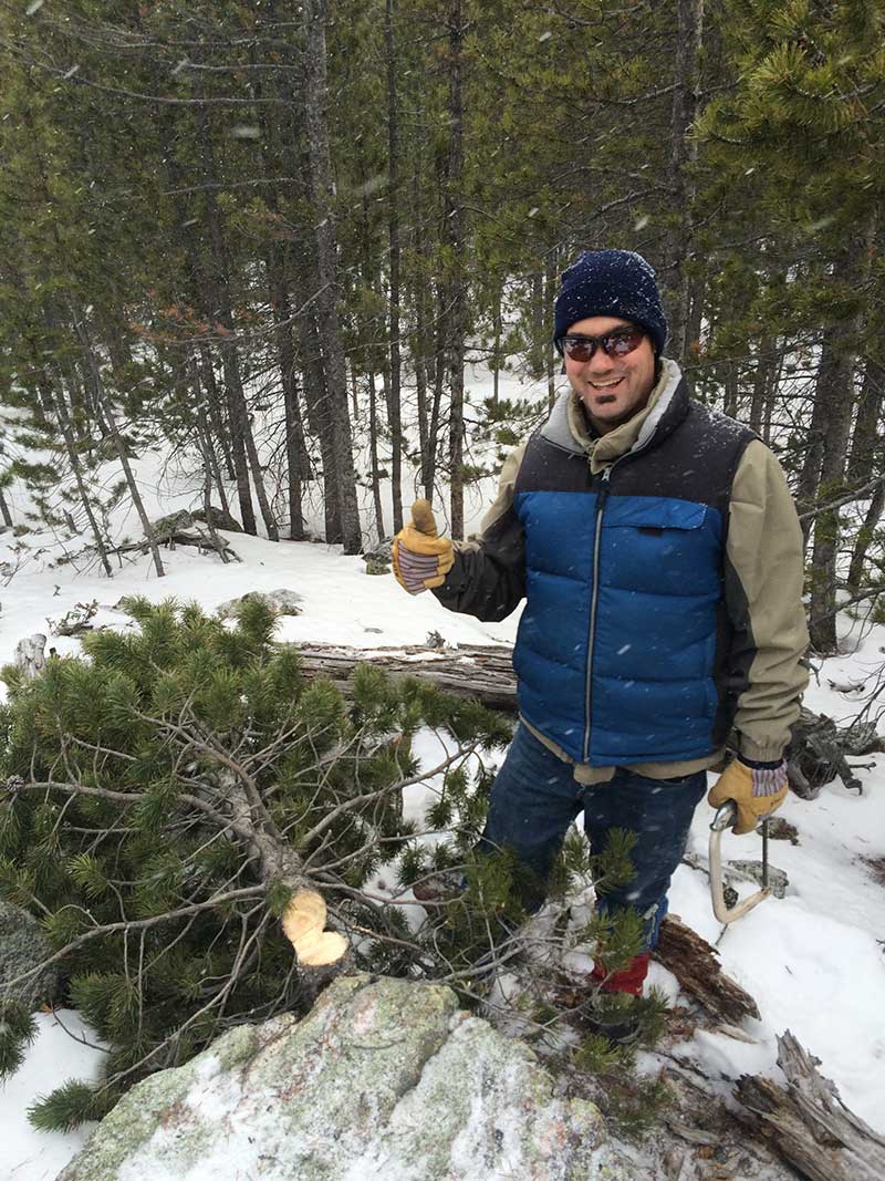 Cut your own Christmas tree in Colorado's lovely forests UCHealth Today