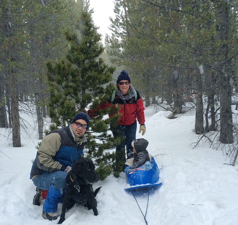 Cut your own Christmas tree in Colorado's lovely forests UCHealth Today