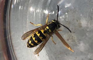 Most "bee" stings actually come from a yellowjacket wasp, like this one, and not a bee at all.