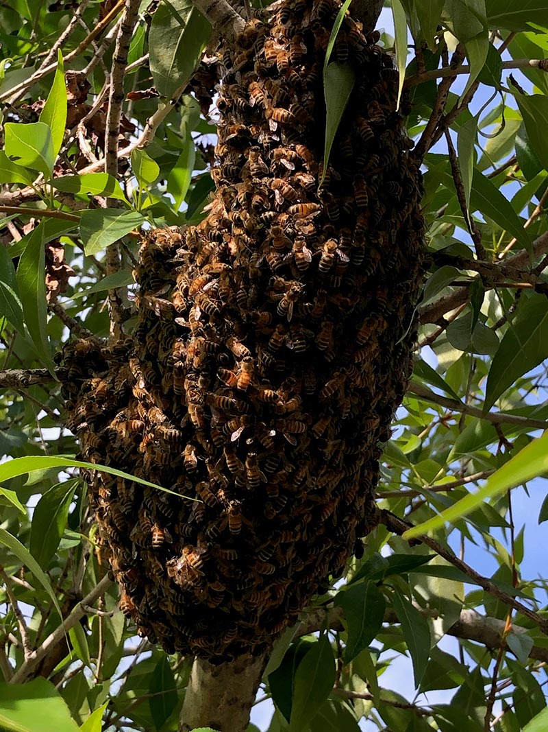 swarm of honeybees that have outgrown their hive. It's important to understand why they do this when you're learning how to be a beekeeper..
