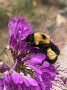 Bombus nevadensis bumble bee.