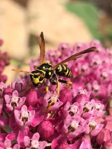 A European paper wasp, an invasive species in Colorado.