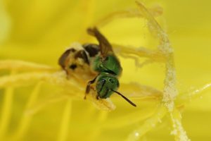 A green metallic sweat bee.