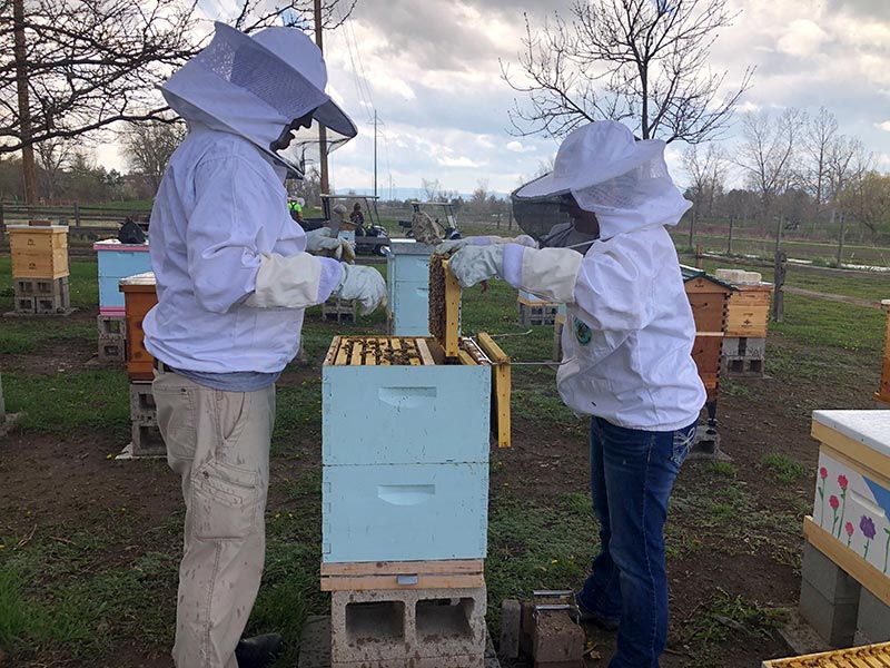 Beekeepers inspect their hive, something you'll learn in a "how to start beekeeping" class, which you should take first.