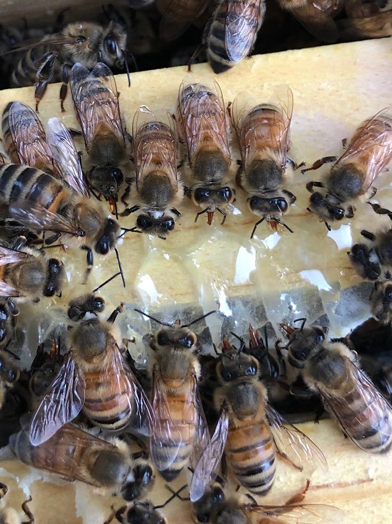 Learning how to start beekeeping will help you keep your bees healthy, like this group eating honey in a hive.